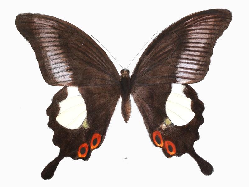 PapilioIswara 456 1a