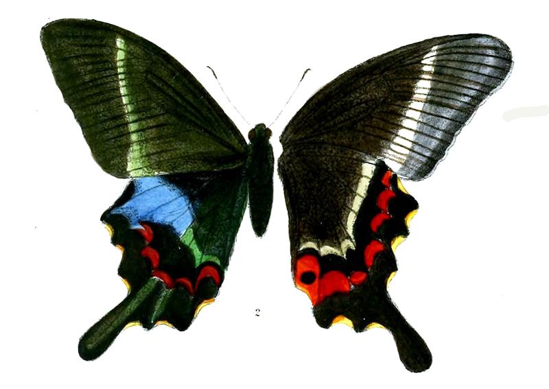 PapilioKrishna 490 2