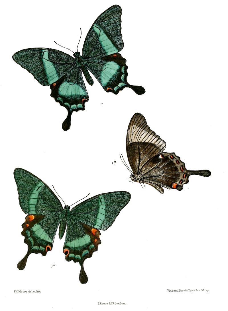 PapilioPalinurus 495