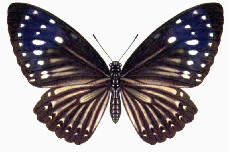 PapilioParadoxusBingham