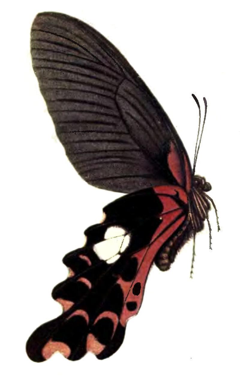 PapilioRhetenorBingham