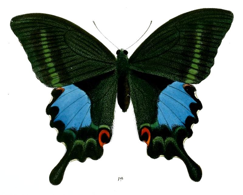 PapilioTamilanaF 492 1a