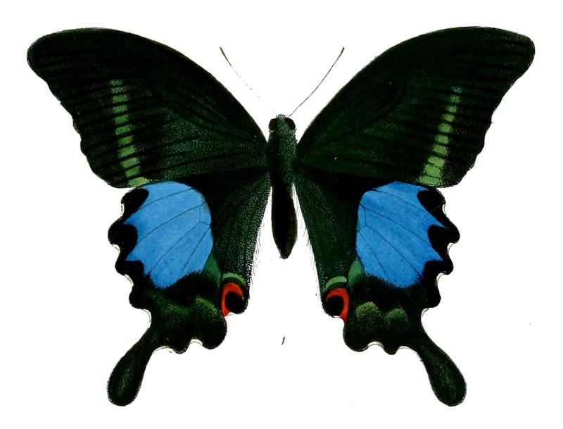 PapilioTamilanaM 492 1