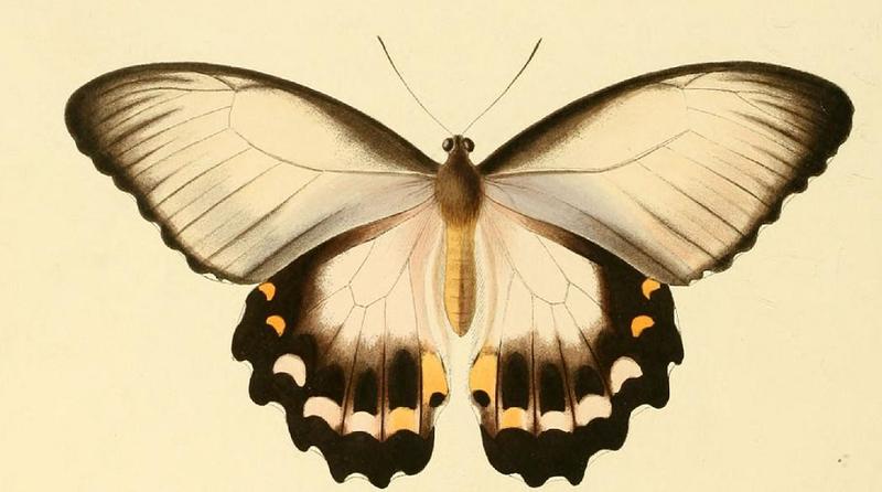 Papilio aegeus ill