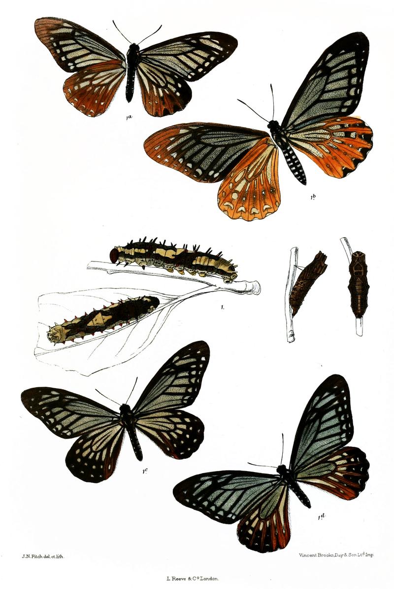 Papilio agestor govindra 509