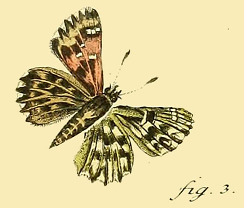 Papilio alceaeEsper1780OD
