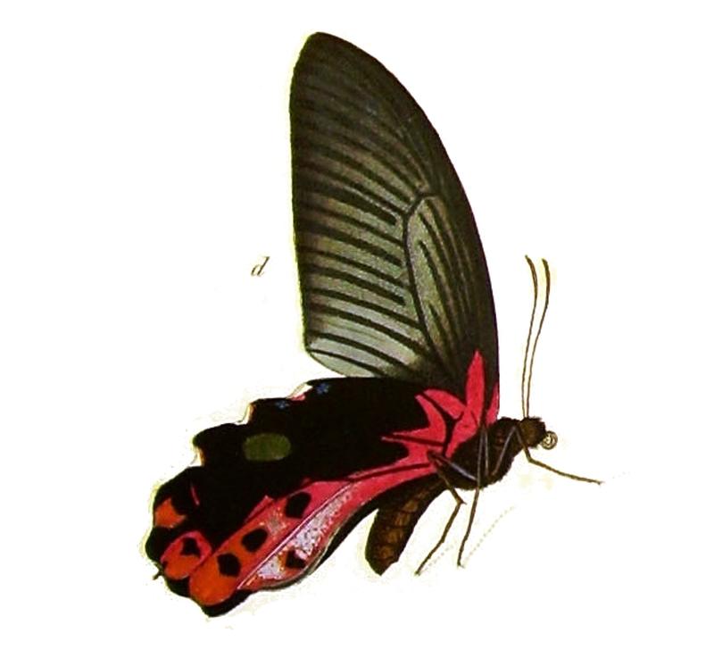 Papilio alcmenor felder