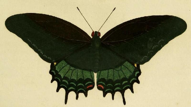 Papilio androgeus