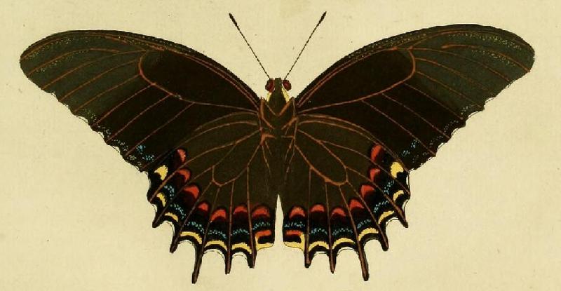 Papilio androgeus1