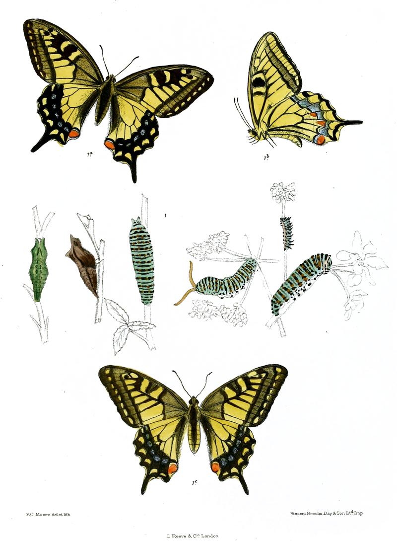 Papilio asiatica 481