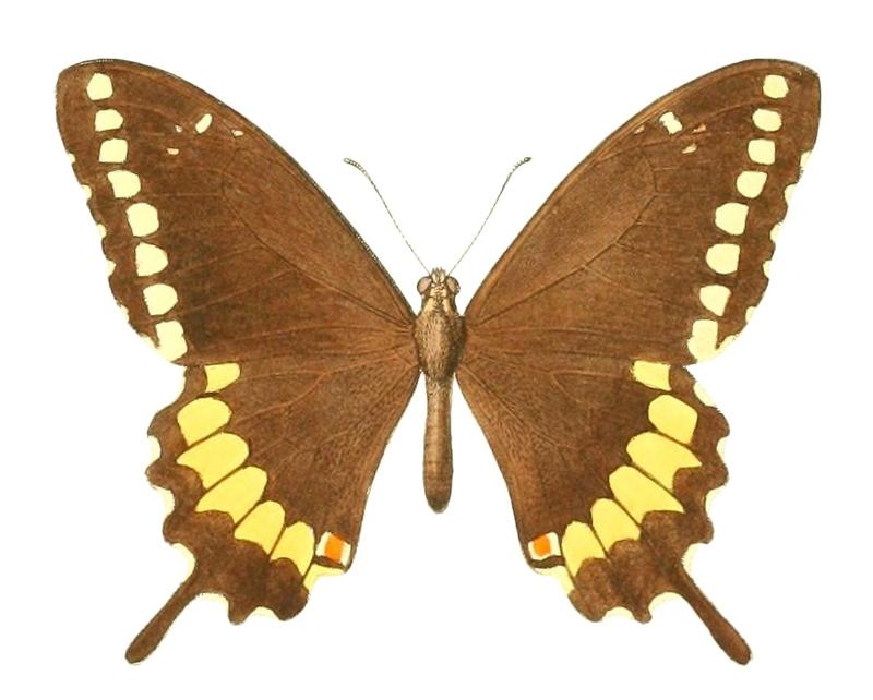 Papilio caiguanabus (1 - dorsal view)