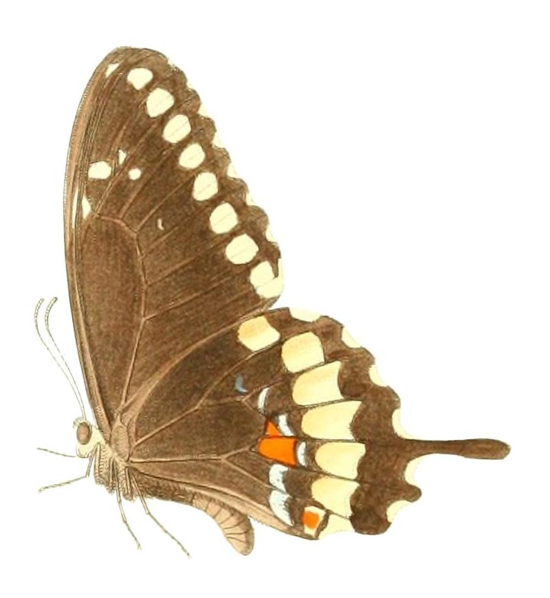 Papilio caiguanabus (2 - profile)