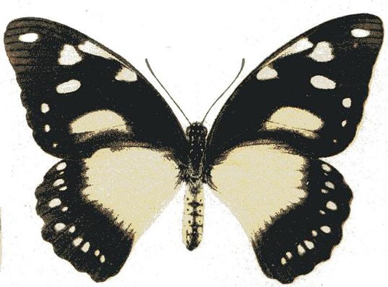 Papilio cenea acene