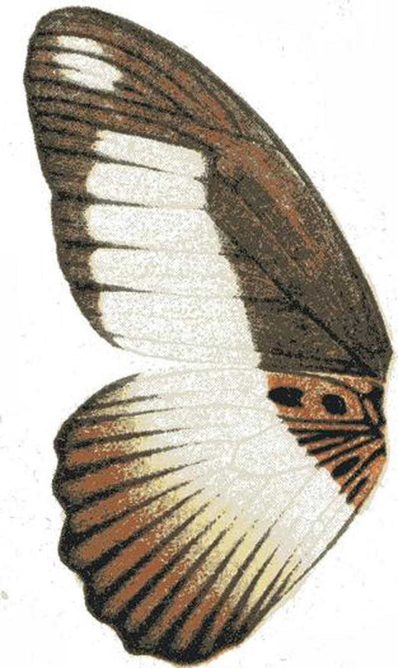 Papilio cynorta norcyta