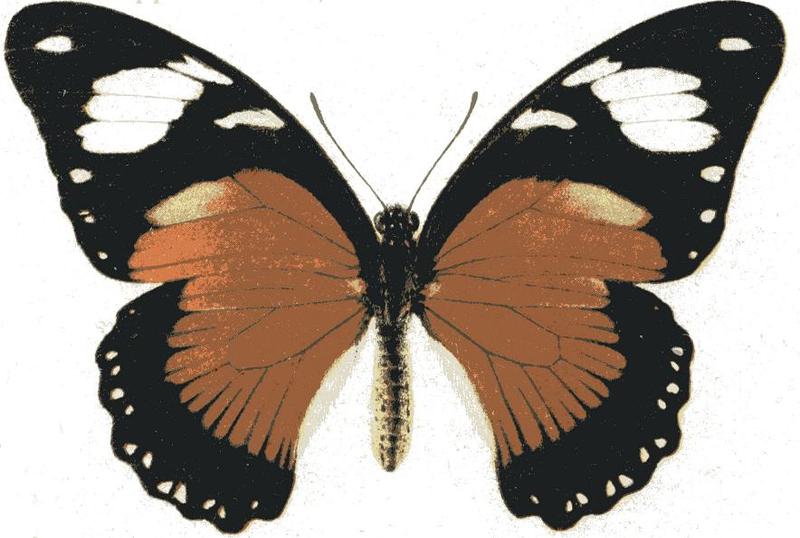 Papilio dardanus f.ab. trophonissa