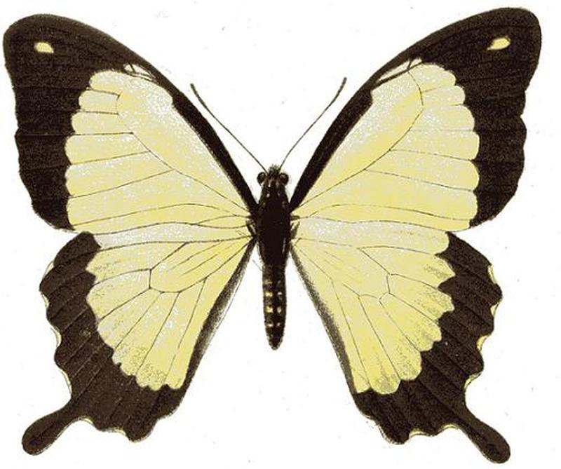 Papilio dardanus humbloti