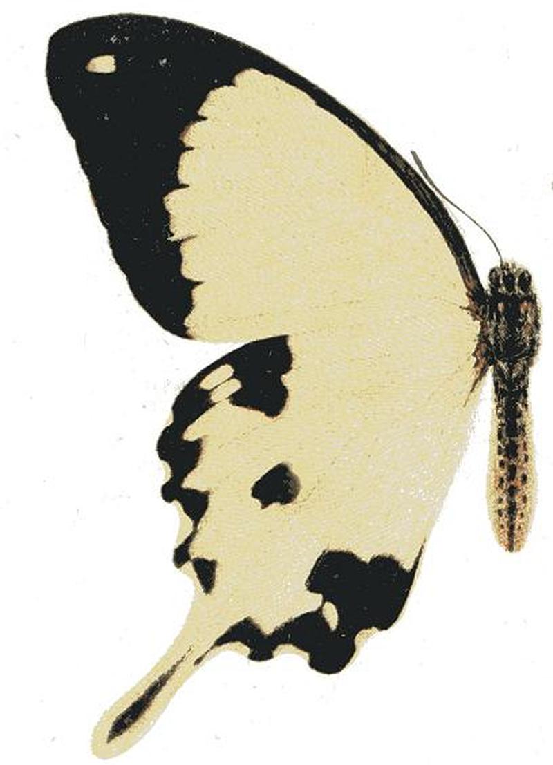 Papilio dardanus seitz