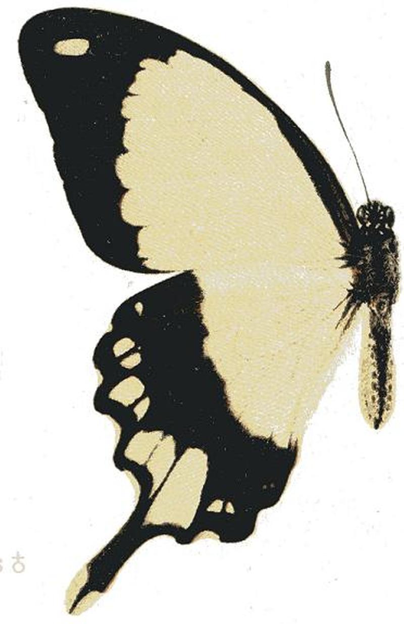 Papilio dardanus tibullus