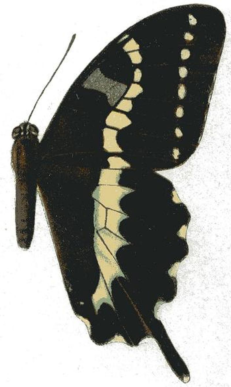 Papilio delalandei