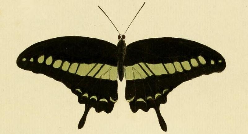 Papilio demolionA