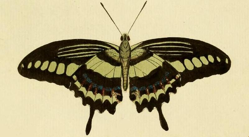 Papilio demolionB