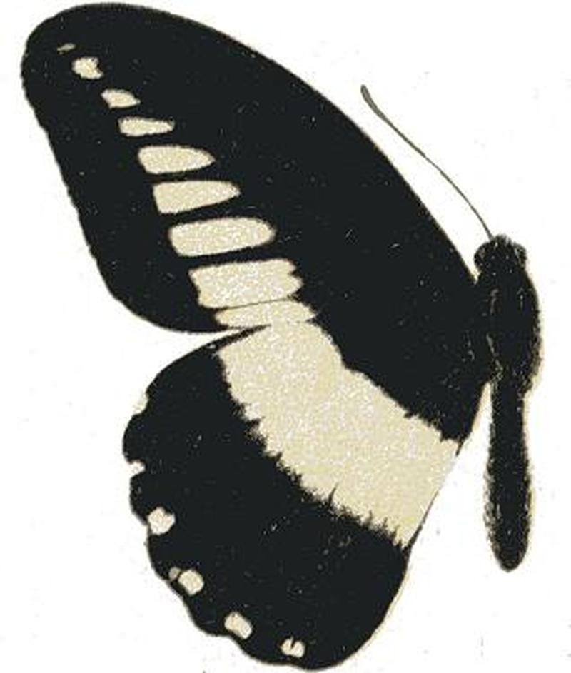 Papilio echerioides