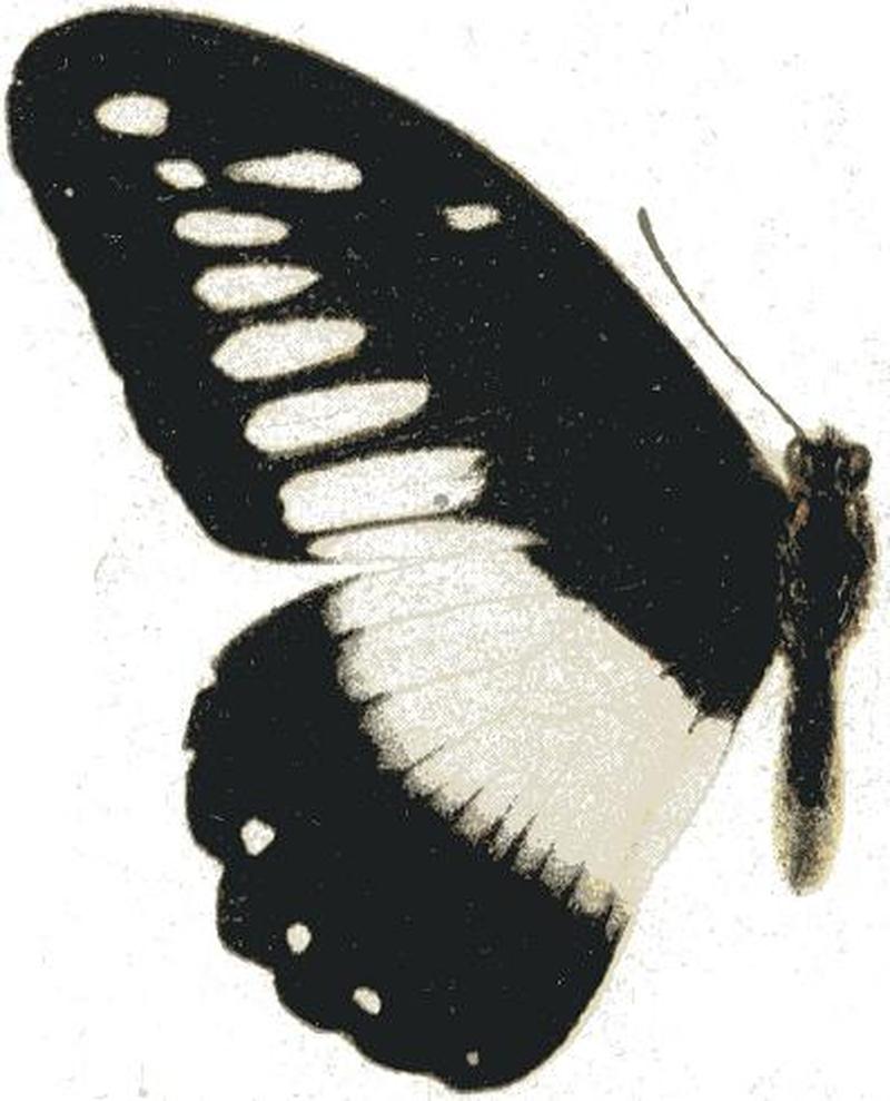 Papilio echerioides homeyeri