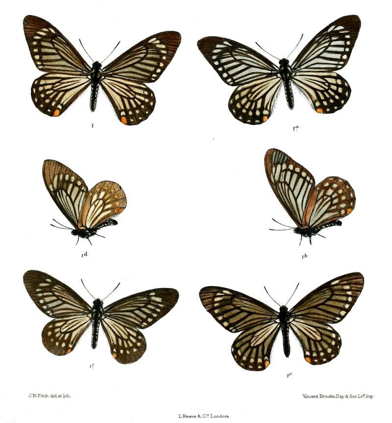 Papilio epicydes 510