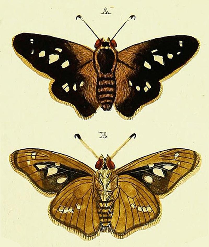 Papilio ethliusStoll1872OD
