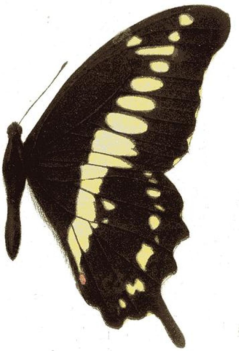 Papilio euphranor seitz
