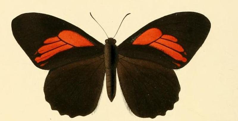 Papilio euterpinus