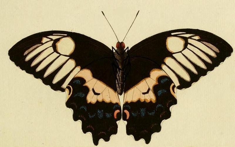 Papilio gambrisius