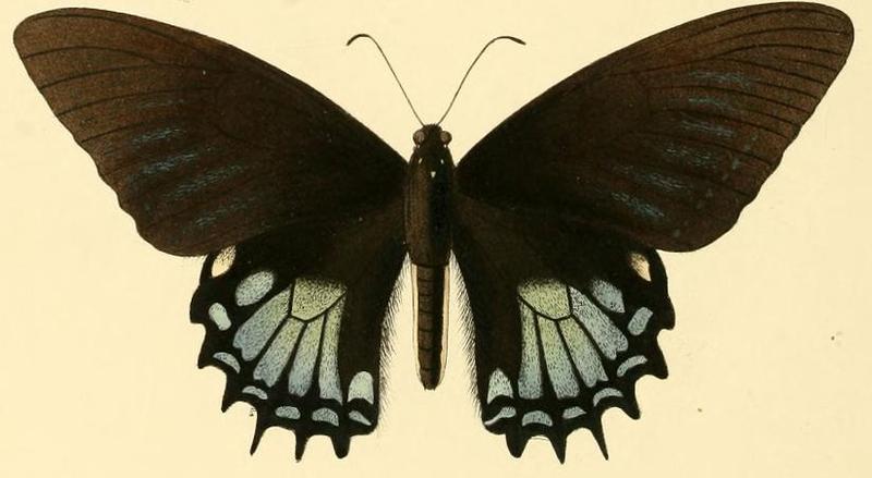 Papilio garamas1