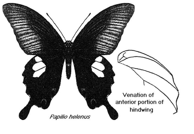 Papilio helenus bingham