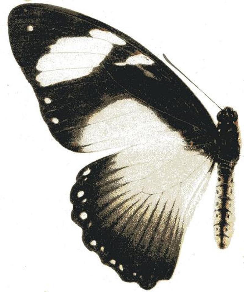 Papilio hippocoon