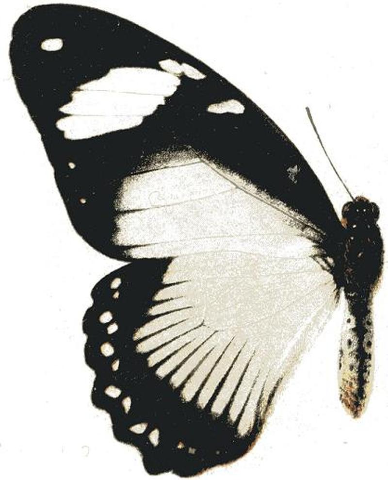 Papilio hippocoonoides