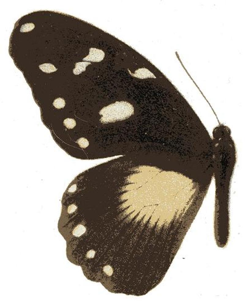 Papilio homeyeri