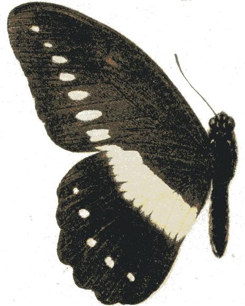 Papilio jacksoni
