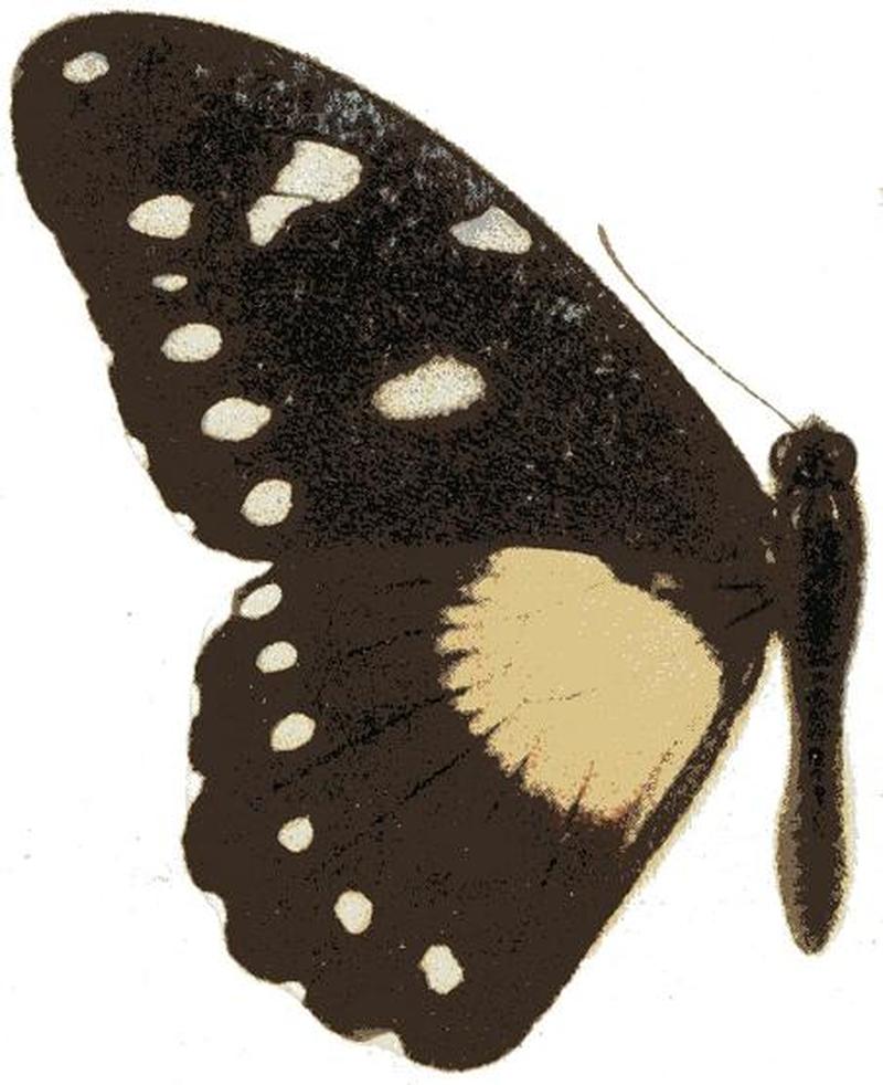 Papilio jacksoni seitz