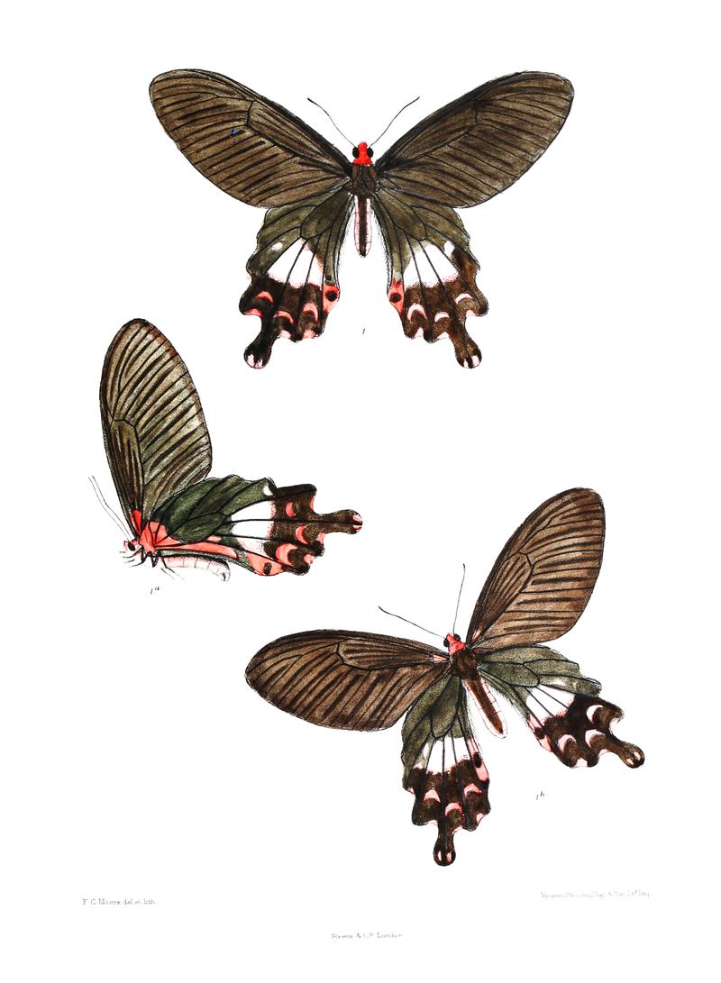 Papilio janaka 433