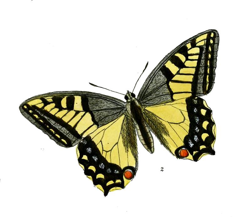 Papilio ladakensis m 482