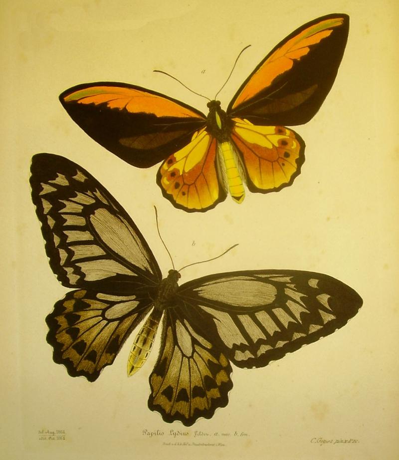 Papilio lydius felder