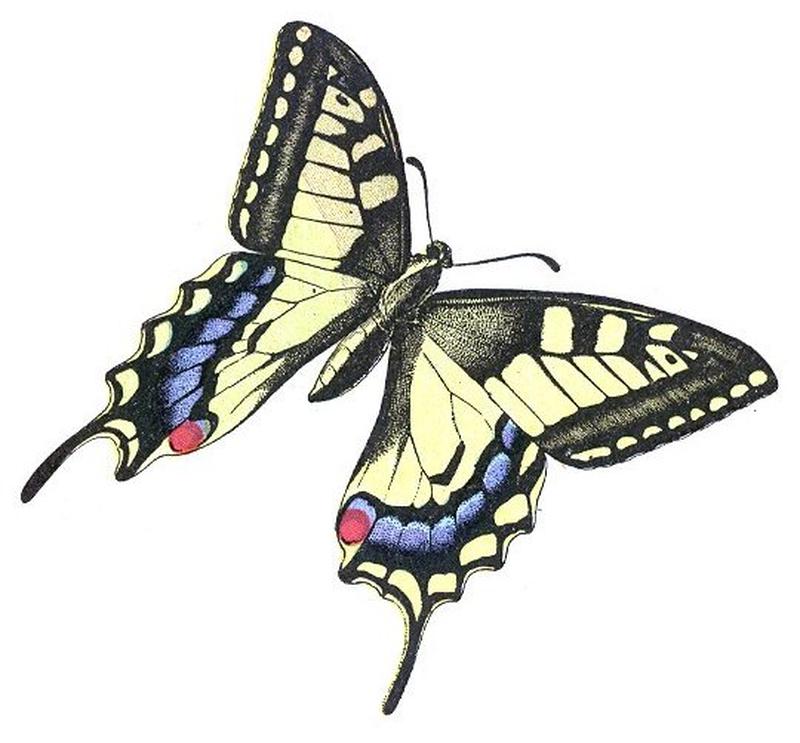 Papilio machaon (Millot)