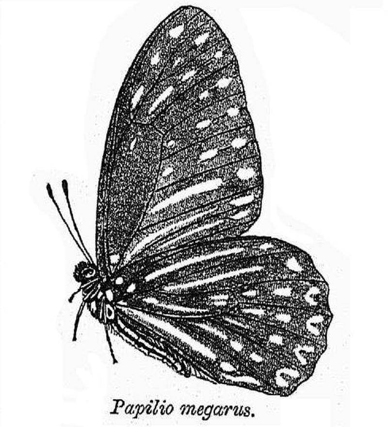 Papilio megarus