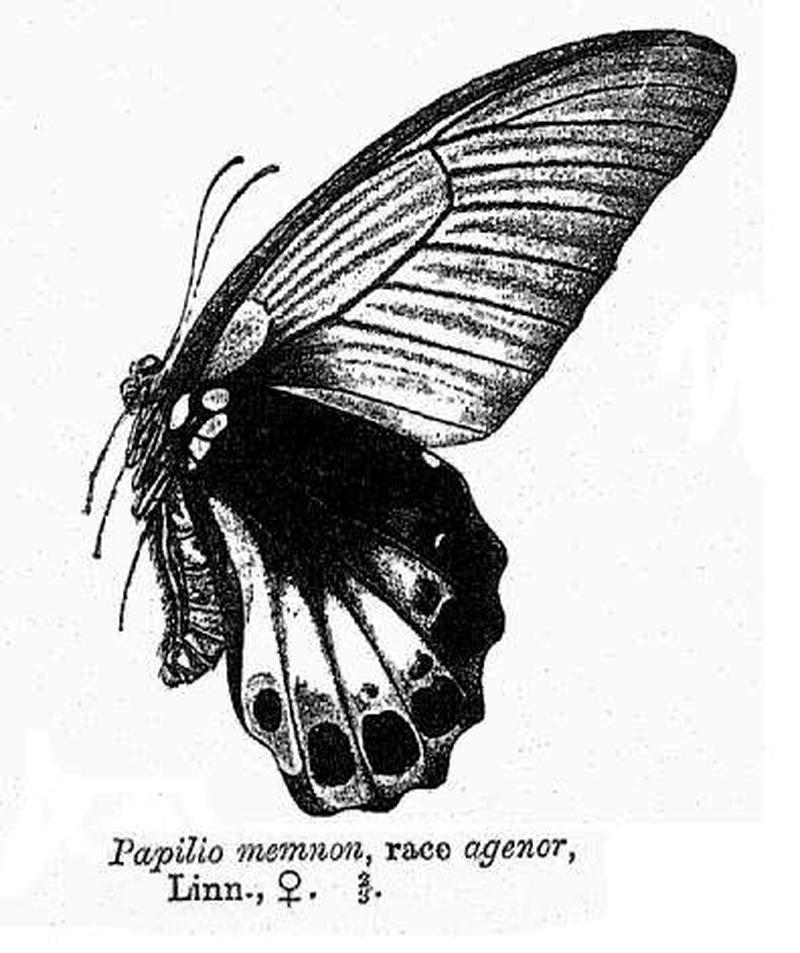 Papilio memnon agenor