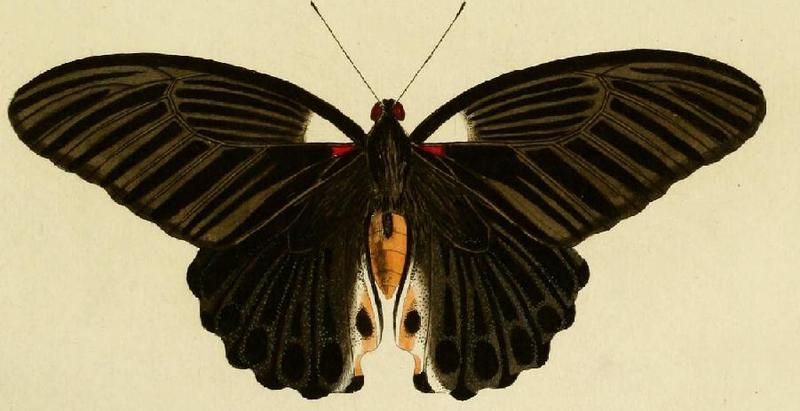 Papilio memnon ill