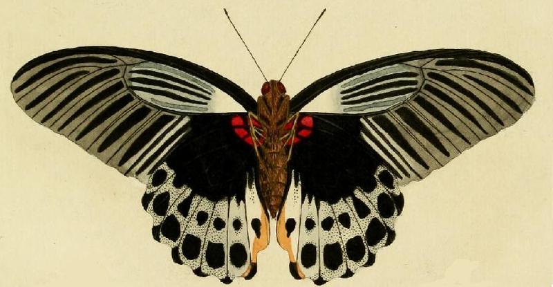 Papilio memnon ill1