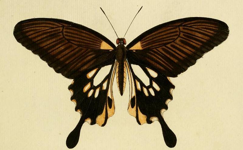 Papilio memnon ill2