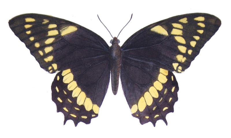 Papilio menatius syndemis - Castelnau