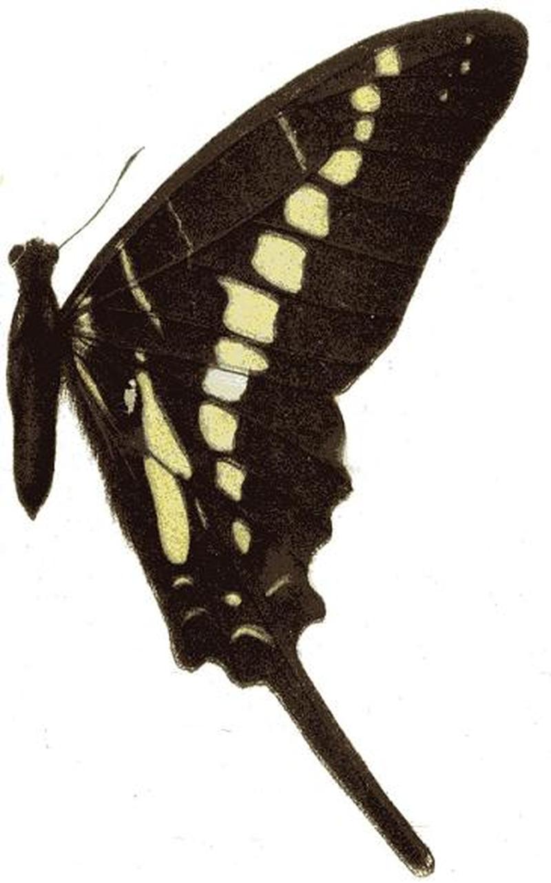 Papilio nigrescens seitz
